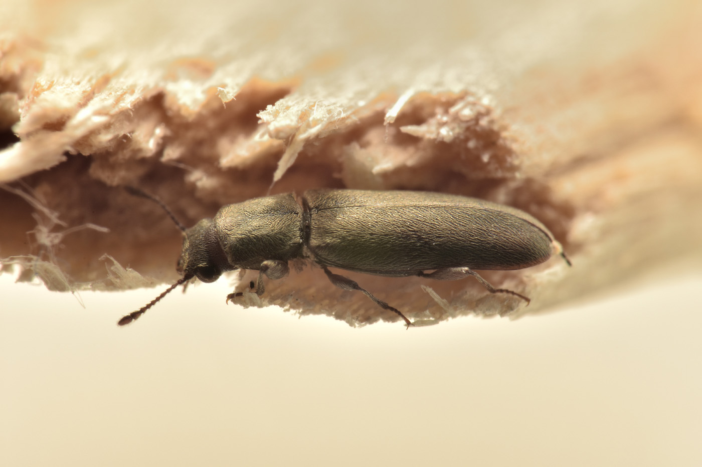 Bostrichidae: Trogoxylon sp.?  Sì, Trogoxylon cfr. parallelipipedum